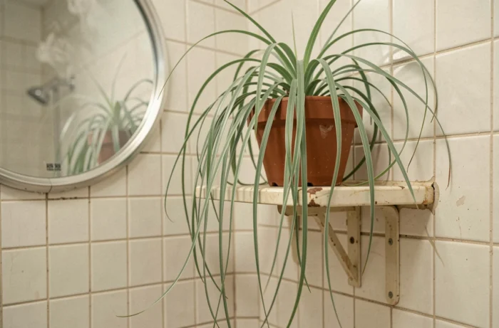 Hoya linearis aux fins fils de feuilles vert sauge retombant verticalement depuis une étagère de salle de bain