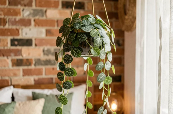 Peperomia prostrata aux minuscules feuilles à motif de tortue retombant d'un terrarium en verre suspendu par du fil en laiton