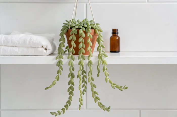 Senecio herreianus aux perles oblongues vert translucide retombant en cascade depuis un pot suspendu dans une salle de bain minimaliste